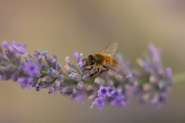 SPRING FLOWERS AND INSECTS