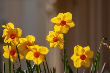 Obraz premium SPRING FLOWERS AND INSECTS