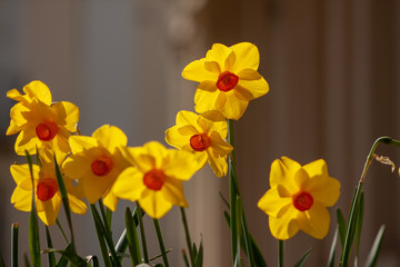 Obraz premium SPRING FLOWERS AND INSECTS