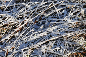 rime ice on grass in winter