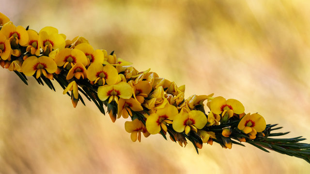 Dillwynia floribunda - small shrub endemic to NSW & Queensland, Australia swampy areas