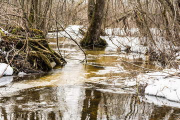 Fototapeta na wymiar Spring forest stream consisting of meltwater, meltwater stream flows in the wild forest, spring snow melt