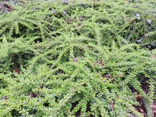 Cotoneaster horizontal young cotyler bushes, Cotoneaster horizontalis