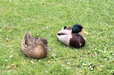Couple colvert