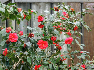 Camellia tree with red flowers