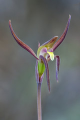 Brown Beaks Orchid (Lyperanthus suaveolens) - approx 30mm dia - endemic to eastern Australia