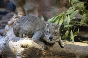 ケープハイラックス