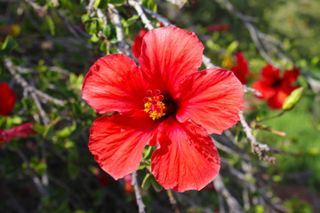 Red hibiscus in front of the Church on the Mount of Beatitudes, above the Sea of Galilee