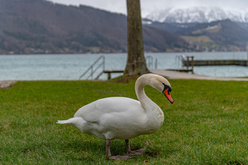Swan in front of the mountains