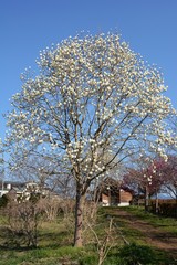 Magnolia blossoms in a natural park