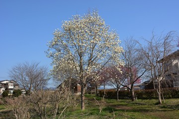 Magnolia blossoms in a natural park
