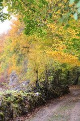 SOUS BOIS ET MURET EN PIERRE EN AUTOMNE BOURGOGNE FRANCE