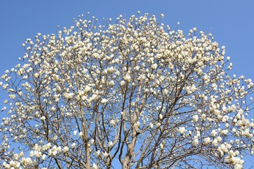 Magnolia blossoms in a natural park