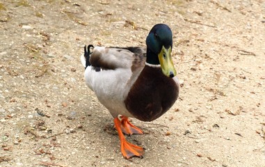 Canard colvert-1