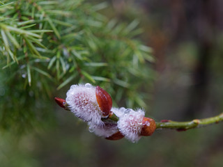 spring flowered seals mouths. wet rainy weather.