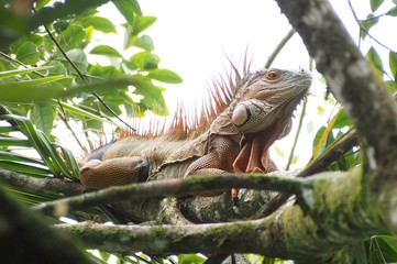 Male Green Iguana