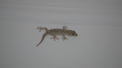 gecko