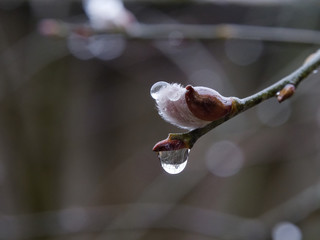 spring flowered seals mouths. wet rainy weather.