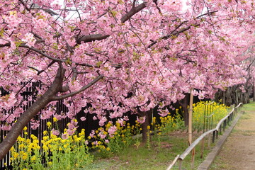京都　淀水路の河津桜