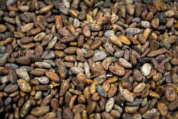 Cocoa Beans