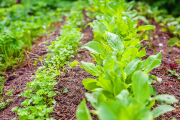 Agricultural field with green leaf lettuce salad and parsley on garden bed in vegetable field