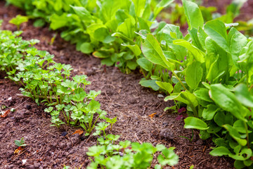 Agricultural field with green leaf lettuce salad and parsley on garden bed in vegetable field. Gardening background with green lettuce plants. Organic health food vegan vegetarian diet concept