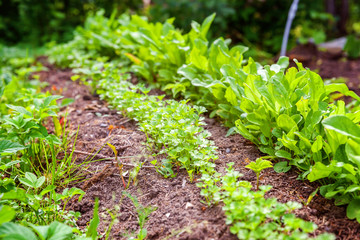 Agricultural field with green leaf lettuce salad and parsley on garden bed in vegetable field. Gardening background with green lettuce plants. Organic health food vegan vegetarian diet concept