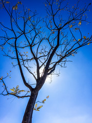Silhouette of backlit tree with bare branches & blue sky