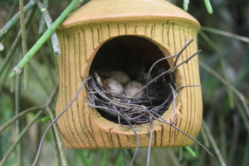 bird nest