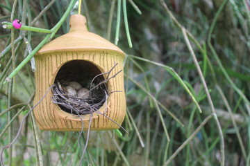 bird nest