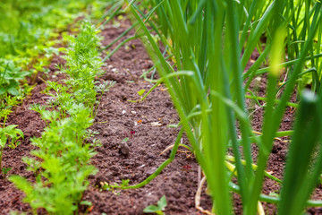 Agricultural field with green leaf lettuce salad and onion on garden bed in vegetable field. Gardening background with green lettuce plants. Organic health food vegan vegetarian diet concept