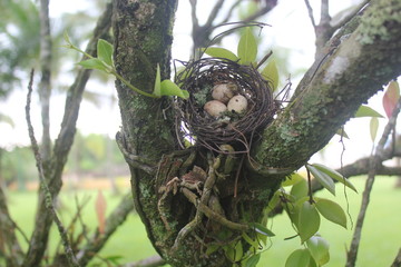 bird nest