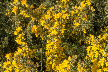 Blühender Madeira-Ginster (Genista maderensis)