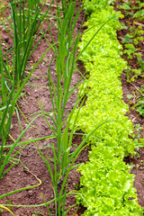 Agricultural field with green leaf lettuce salad and onion on garden bed in vegetable field. Gardening background with green lettuce plants. Organic health food vegan vegetarian diet concept