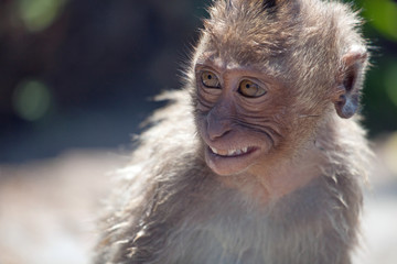 可愛いサル