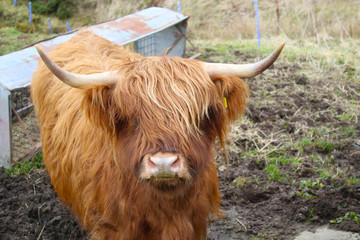highland cow
