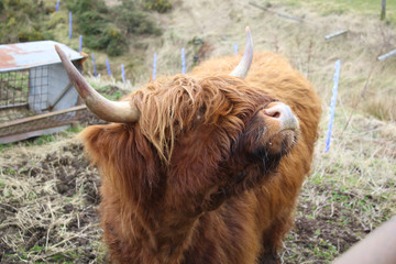 highland cow
