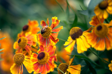 Bee Lands on Orange Flower