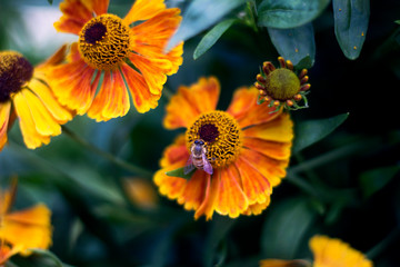 Bee Pollinating Flower