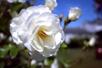 White Rose Macro