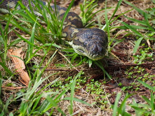 Carpet Python, Nightcap National Park, Australia