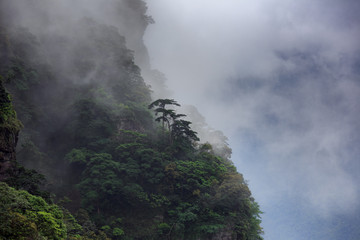 Trees growing on the side of steep cliffs, shrouded in mist, thick fog and clouds. Mysterious landscape, layers and silhouettes. Green forest natural mountainous environment.