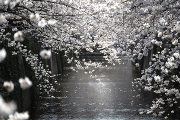 中目黒 花見 桜 目黒川 Nakameguro Hanamai Sakura Megurogawa 9