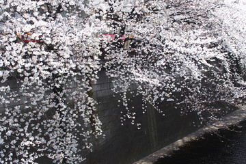 中目黒 花見 桜 目黒川 Nakameguro Hanamai Sakura Megurogawa 3