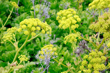 Nymphendolde (Astydamia latifolia)