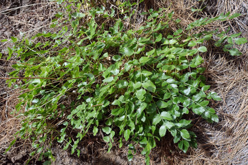 Blätter der Bibernelle Pimpinella dendrotragium