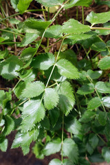Blätter der Bibernelle Pimpinella dendrotragium