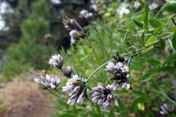 Harzklee, Asphaltklee (Bituminaria bituminosa)