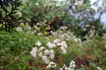 Drüsiger Wasserdost (Ageratina adenophora)