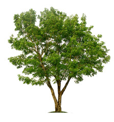 Obraz premium Tree isolated on white background with clipping paths for garden design.